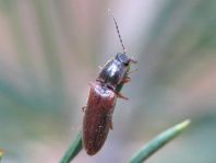 Athous subfuscus
