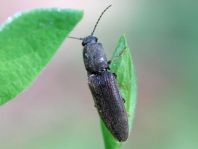 Athous haemorrhoidalis