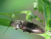 Athous haemorrhoidalis