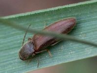 Athous subfuscus