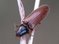 Athous subfuscus