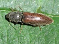 Athous haemorrhoidalis