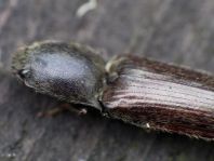 Athous haemorrhoidalis