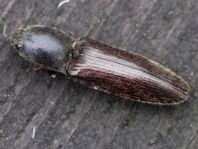 Athous haemorrhoidalis