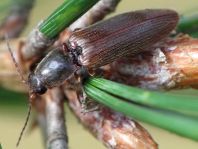 Athous subfuscus
