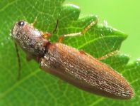 Athous subfuscus