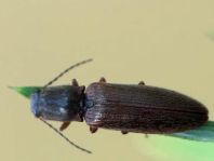 Athous subfuscus