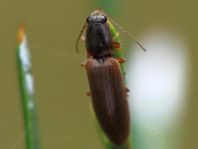 Athous subfuscus