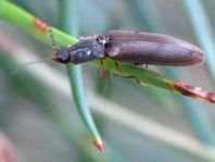 Athous subfuscus