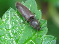 Athous haemorrhoidalis
