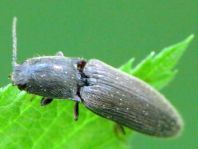 Athous haemorrhoidalis
