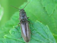 Athous haemorrhoidalis