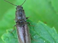 Athous haemorrhoidalis