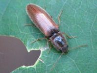 Athous subfuscus
