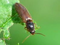 Athous subfuscus
