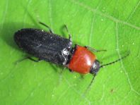 Cardiophorus gramineus
