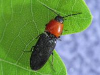 Cardiophorus gramineus