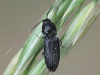 Cardiophorus sp.