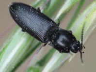 Cardiophorus sp.