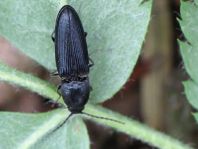 Cardiophorus sp.