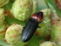 Cardiophorus ruficollis