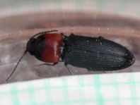 Cardiophorus ruficollis