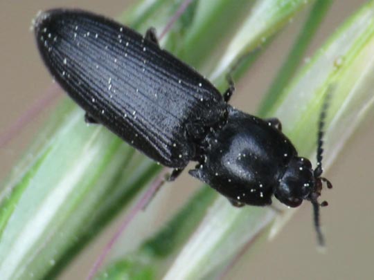 Cardiophorus sp.