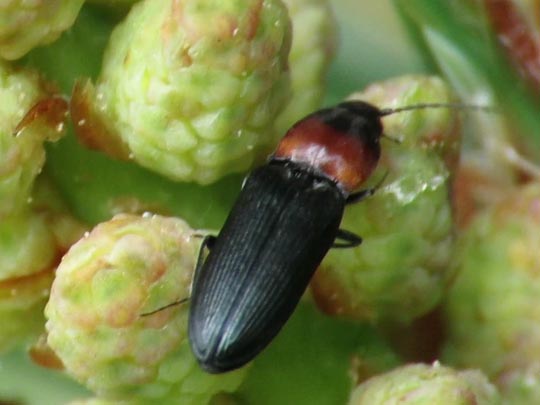 Cardiophorus ruficollis