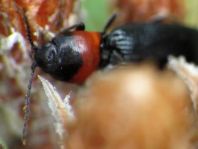 Cardiophorus ruficollis
