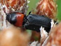 Cardiophorus ruficollis