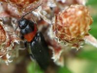 Cardiophorus ruficollis