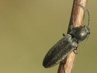 Cidnopus aeruginosus