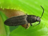 Cidnopus aeruginosus