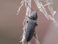 Cidnopus aeruginosus