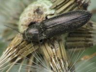 Cidnopus aeruginosus