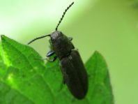 Cidnopus aeruginosus