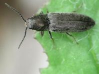 Cidnopus aeruginosus