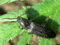 Cidnopus aeruginosus