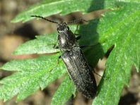 Cidnopus aeruginosus