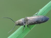 Cidnopus aeruginosus