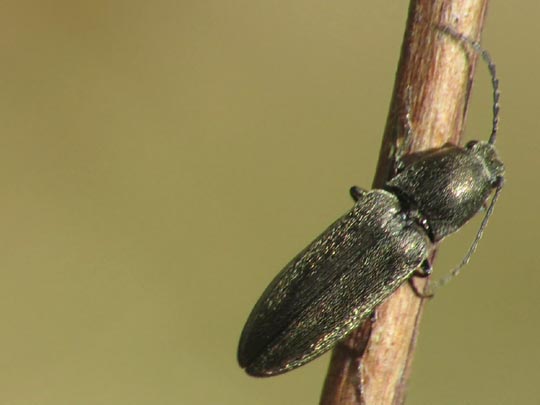 Cidnopus aeruginosus