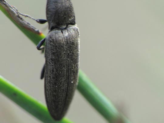 Cidnopus aeruginosus