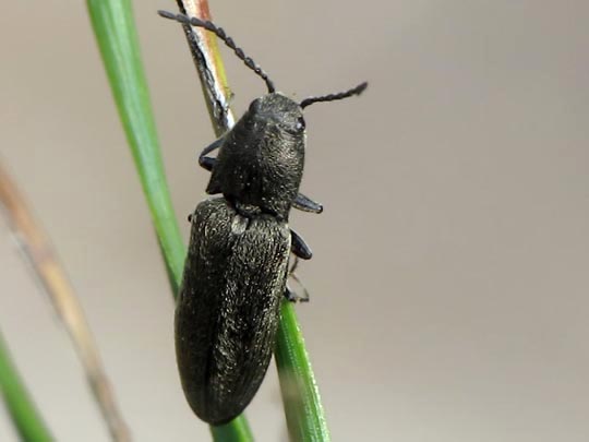 Cidnopus aeruginosus