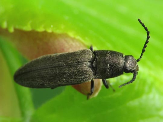 Cidnopus aeruginosus