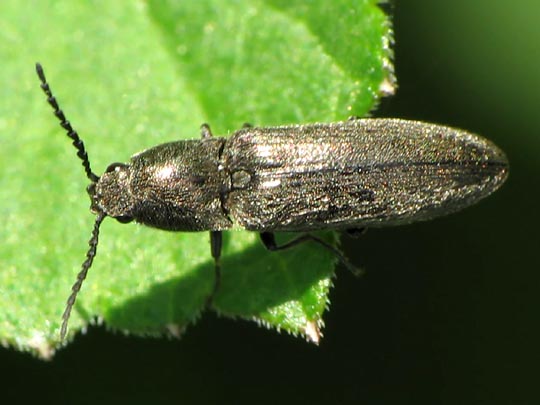 Cidnopus aeruginosus