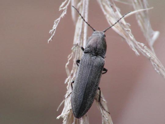 Cidnopus aeruginosus