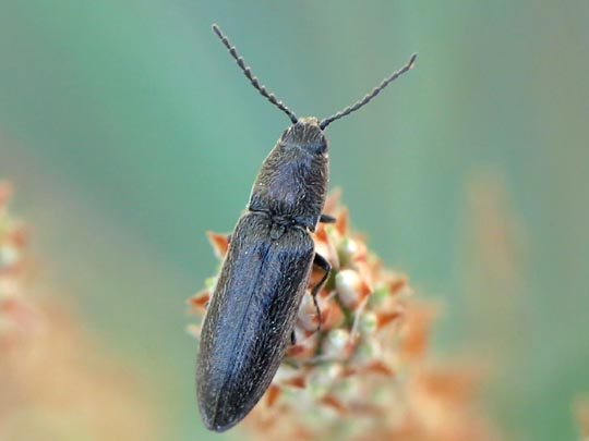 Cidnopus aeruginosus