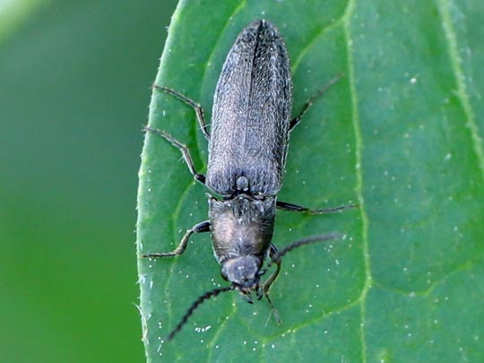 Cidnopus aeruginosus