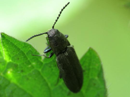 Cidnopus aeruginosus