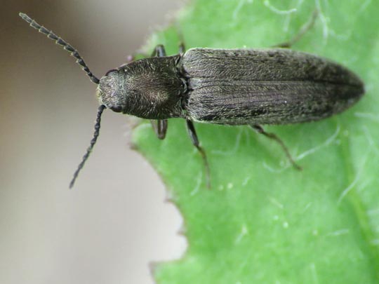 Cidnopus aeruginosus